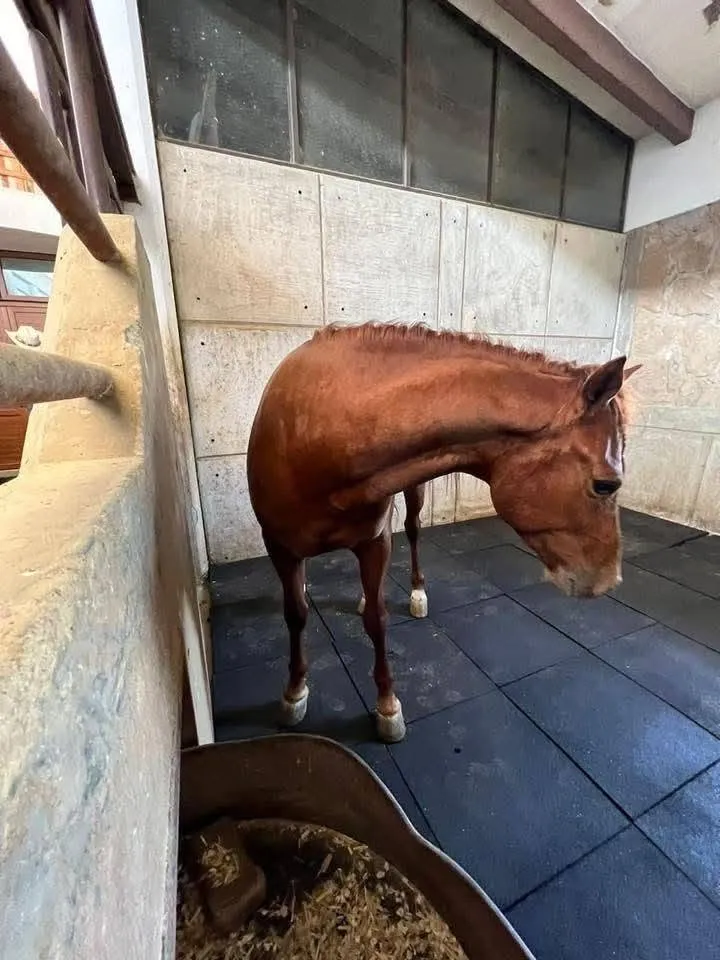 Horse standing on black rubber tile in a stable